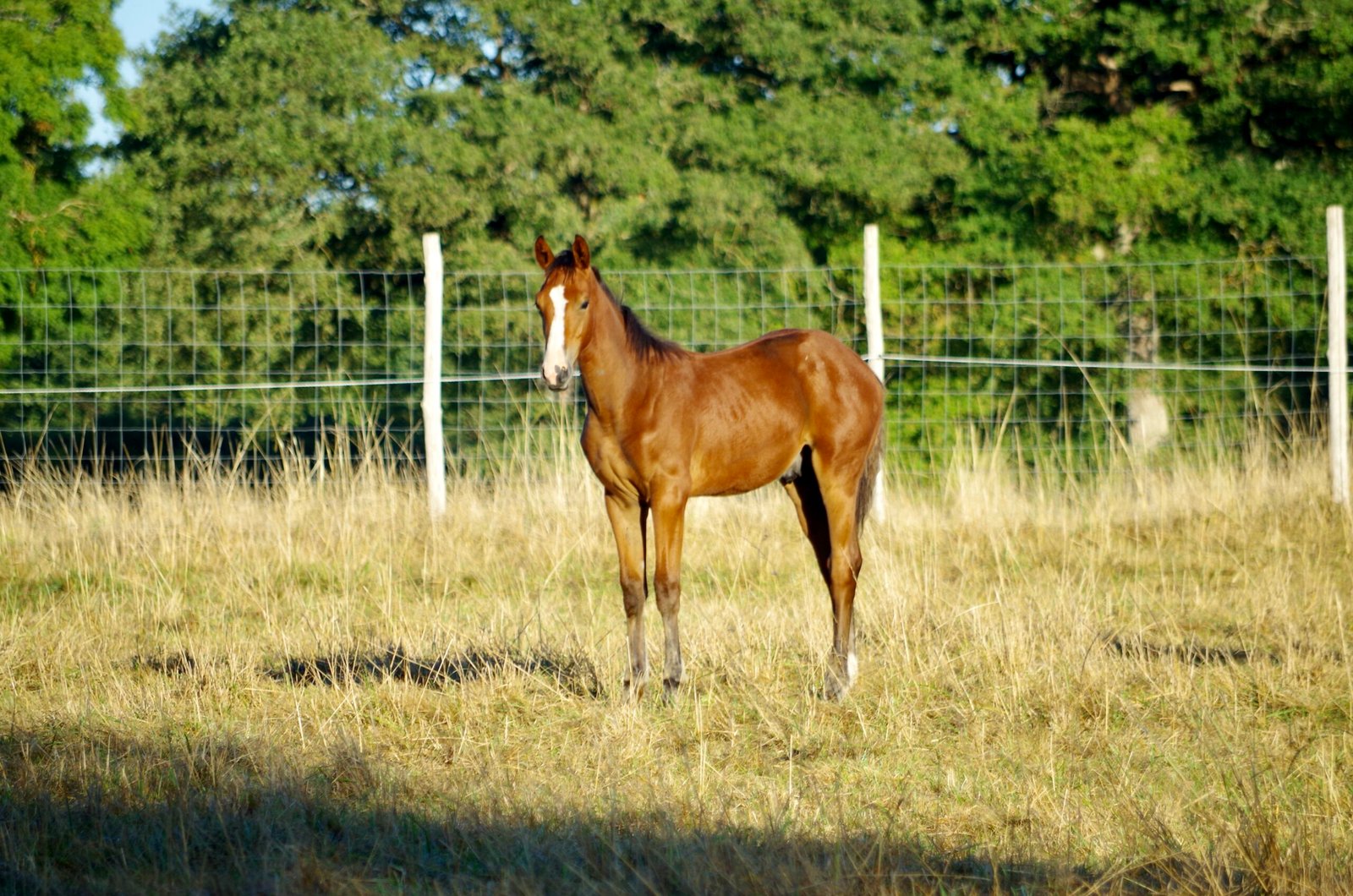 Formation : Bien nourrir son poulain après le sevrage