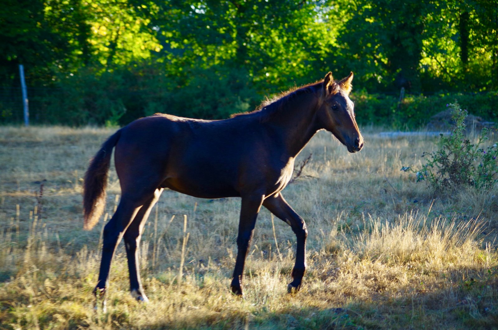 L’herbe comme fourrage