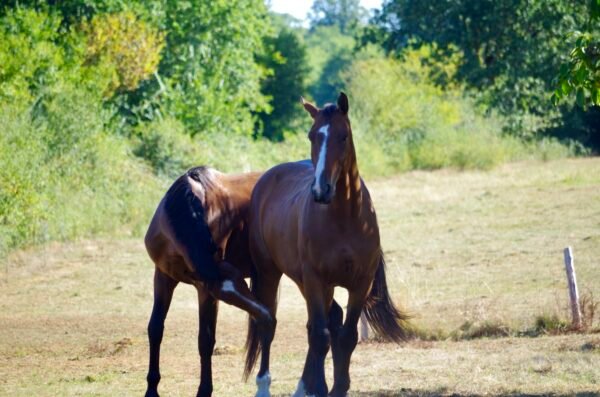 Formation : Bien nourrir son jeune cheval au travail